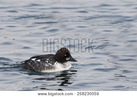 A Female Common Goldeneye, Bucephala Clangula, Swimming