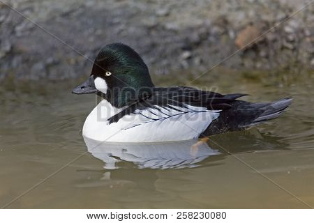 A Male Common Goldeneye, Bucephala Clangula, Swimming