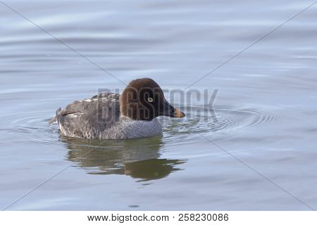 View Of A Female Common Goldeneye, Bucephala Clangula