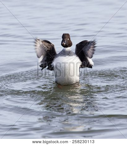 A Female Common Goldeneye, Bucephala Clangula, Wingstand
