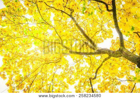 Vibrant Yellow Golden Fall Tree Foliage Background Retro Toned