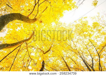 Vibrant Yellow Golden Fall Tree Foliage Background Retro Toned