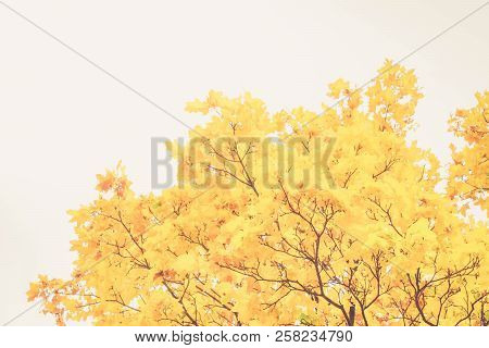 Vibrant Yellow Fall Tree Foliage On Pale White Cloudy Sky Background, Retro Toned