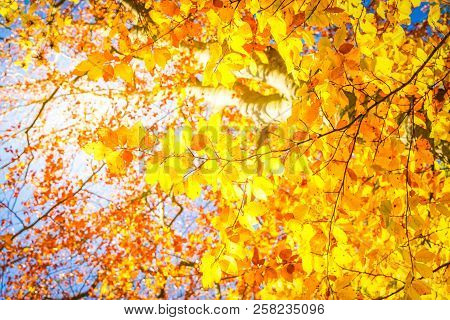 Vibrant Yellow Walnut Golden Fall Tree Foliage On Blue Sky Background, Retro Toned