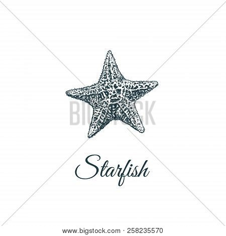 Starfish  Skech. Starfish Hand Drawing Vector Illustration