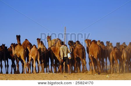 Velbloud pasení v Pushkar Fair