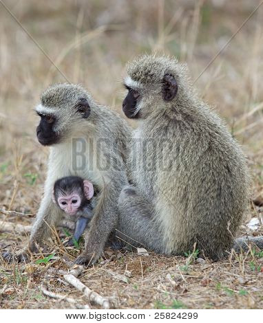 Vervet apor