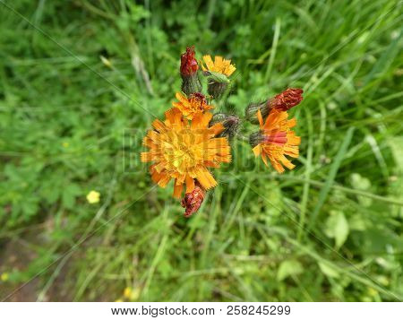 Blossom Of A Orange Hawkweed Flower In The Forest
