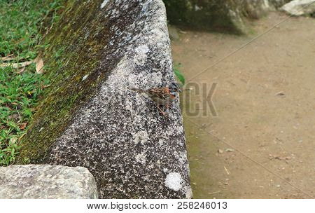 Andean Sparrow Bird Relaxing In The Archaeological Site Of Machu Picchu, Cusco Region, Peru