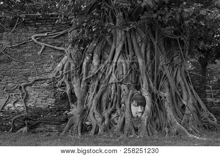 Bkack And White Image Of Budda Head Surrounding With Tree Roots At Ayutthaya Historical Park. Old Ru