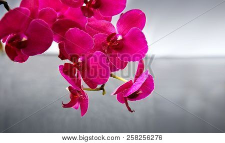 Pink Orchid Flowers Isolated On Gray Blur Background.