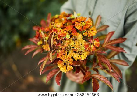 Beautiful Orange Red Flowers Simple Countryside Hand