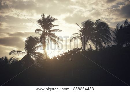 Picture Of A Beautiful Sunset Amidst Coconut Trees