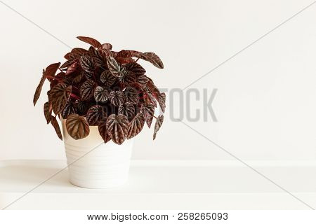 houseplant peperomia caperata in white flowerpot