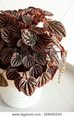 houseplant peperomia caperata in white flowerpot