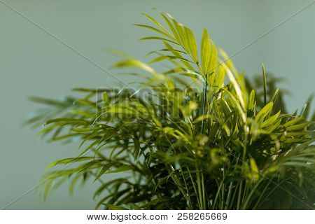Chrysalidocarpus. Chrysalidocarpus Is Yellowish Close-up. Leaves Of A Young Palm Tree.