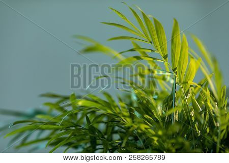 Chrysalidocarpus. Chrysalidocarpus Is Yellowish Close-up. Leaves Of A Young Palm Tree.
