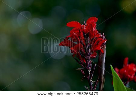 Beautiful Canna Plant Blooming With Bright Red Flowers