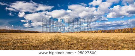 Campo giallo strombata di falciatura con alberi lontani.