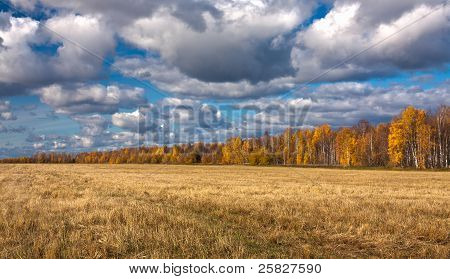 Campo giallo strombata di falciatura con alberi lontani.