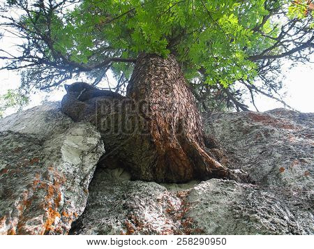 A Strong Tree Grew On A Rock