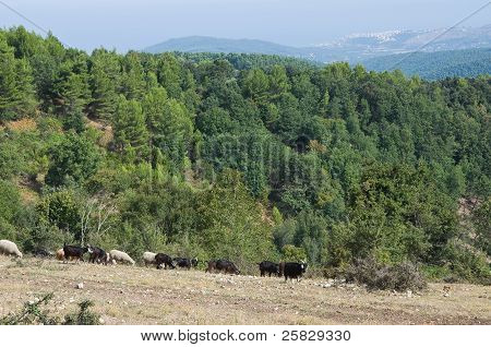 Umbra skog. Puglia. Italien.