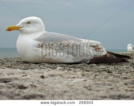 Gull2