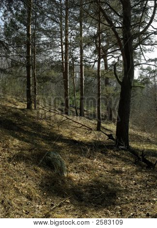 Frühling Wald