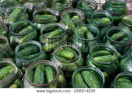 Fresh Cucumbers In Cans For Canning.tasty Pickled Cucumbers In A Jar. Preparation Of Cucumbers For P