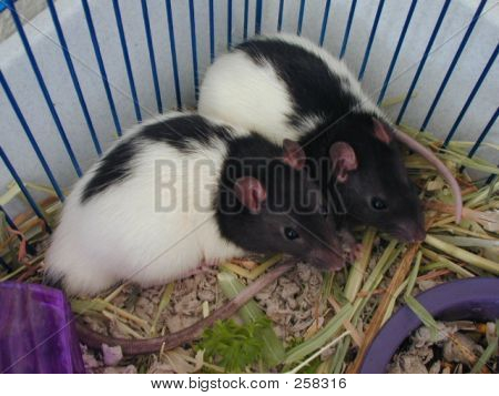 PET potkanů
