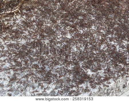 A Lot Of Small Ants Are Busy With Their Own Business, Crawling, Working, Forming Their Almost Almost