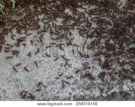 Small Ants Are Busy With Their Business, Crawling, Working, Dragging Wooden Sticks From Plants, Comm