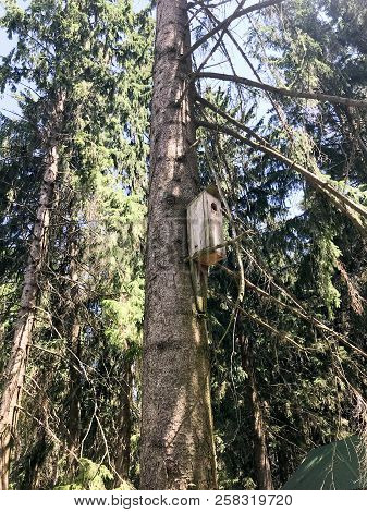 A Wooden Brown Birdhouse, A House For Birds In A Forest On A Pine Tree.