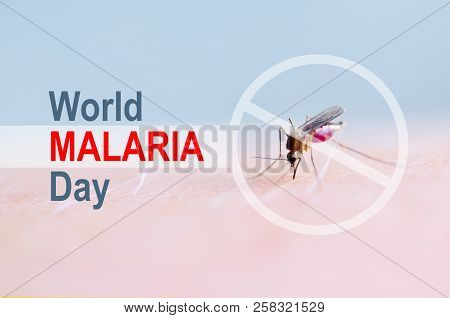 Stop, Prohibit Sign On Mosquito Bite Human Skin, Human Blood In Insect Stomach. World Malaria Day.