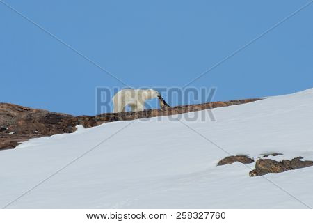 Polar Bear On A Mountain - Greenland