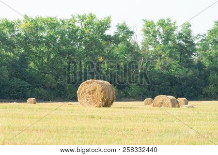 Bales Of Hay On The Field. The Hay Harvest In The Fall.