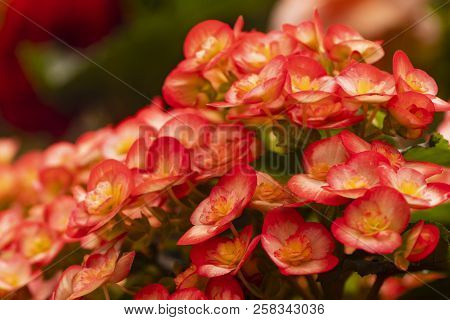 Bright Red ,pinc Flowers Of Begonia Close-up.
