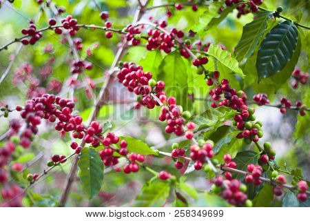 Coffee Tree Almost Ripe Then Next Step Bring To Roast