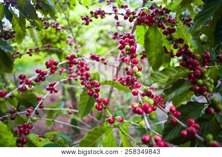 Coffee Tree Almost Ripe Then Next Step Bring To Roast