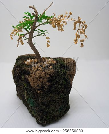Small Plant Time To Abandon Old Branches And Chance Let New Branches To Grown