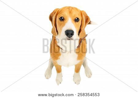 Portrait Of A Cute Beagle Dog, Top View, Isolated On White Background