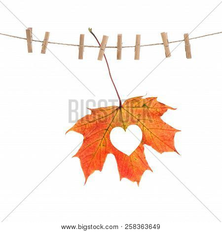 Autumn Red Maple Leaf With Heart. Love Concept