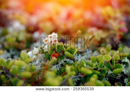 Close-up Of Moss Sunlight Sunset. Concept Arctic Plants, Food For Deer.