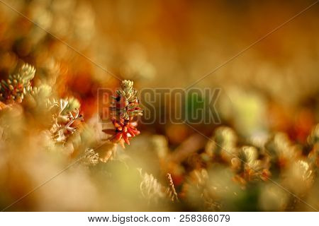 Close-up Of Moss Sunlight Sunset. Concept Arctic Plants, Food For Deer.