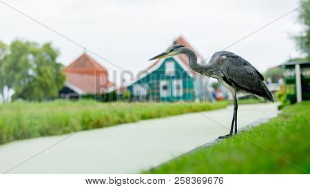 Wild Bird Near Channel In A Dutch Farm, Netherlands