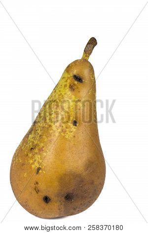 Boring Trace Of A Codling Moth Cydia Pomonella, In A Wormy Pear. Scab, Oidium, Monilia Fructigena. O