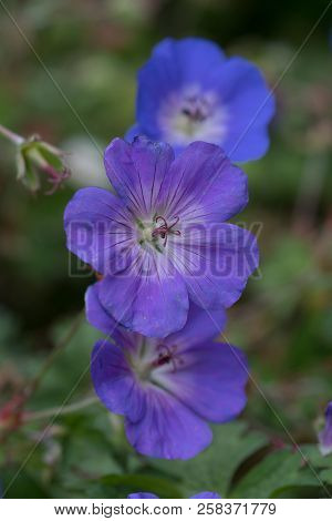 Three Geranium Rozanne Plant And Petals In Line