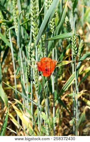 Red Poppy Flowers In A Wheat Field