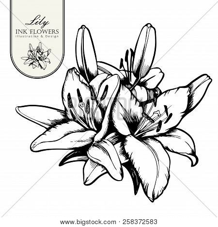 Black Ink Line Style Sketch Flower. Hand Painted Alstroemeria Flower.