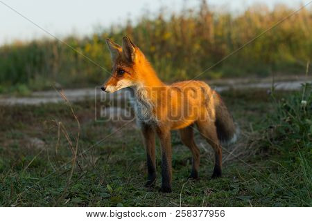 A Cute, Young, Fiery, Red Fox Cub Stands, Lit By The Evening Sun, Against The Background Of Grass. L